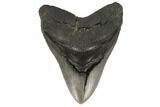 Robust, Fossil Megalodon Tooth - South Carolina #122243-1